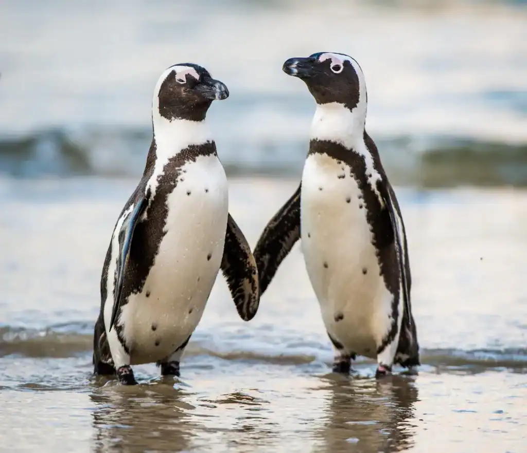 penguins